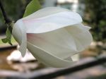 Kwiat magnolii pośredniej odmiany Aleksandry
